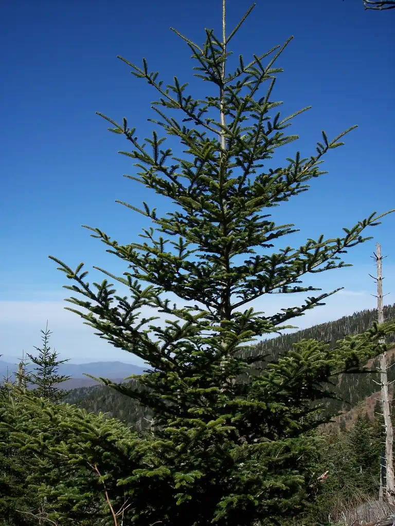 Photo of Abies fraseri - Mature Tree:NotNeb82
