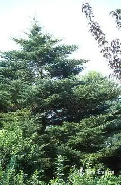 Photo of Abies koreana (Abies koreanas)
