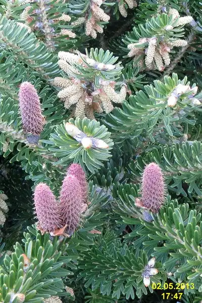 Photo of Abies koreana (Abies koreanas)