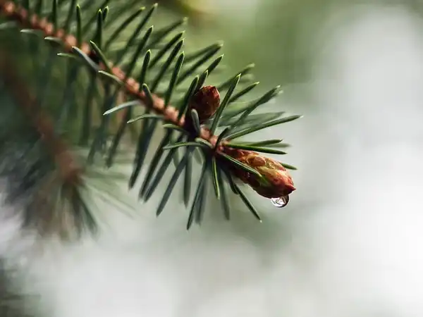 Photo of Abies koreana - :Anne Worner