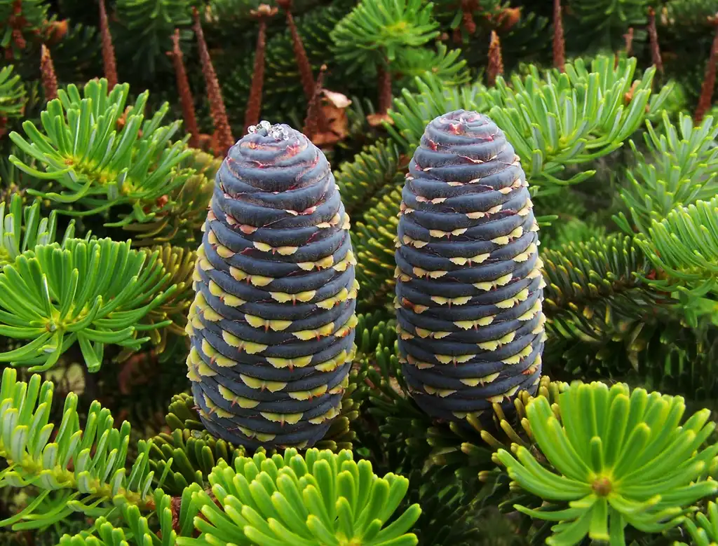 Photo of Abies koreana - Abies koreana cones:Lestath