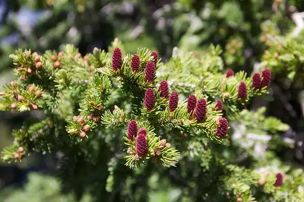 Photo of Abies lasiocarpa (Abies lasiocarpas)