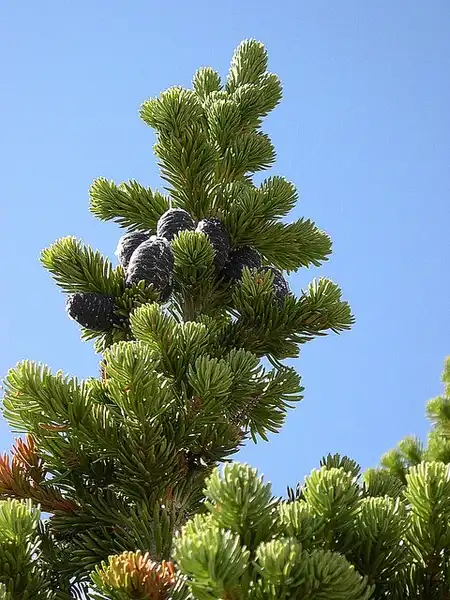 Photo of Abies lasiocarpa (Abies lasiocarpas)