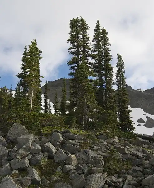 Photo of Abies lasiocarpa - :wild trees