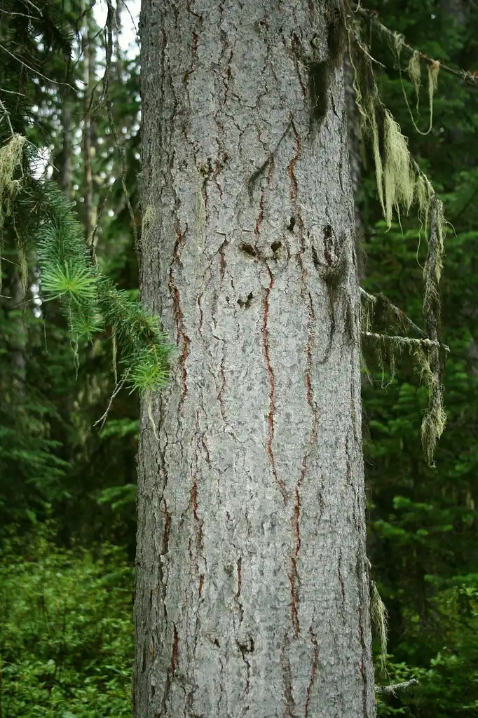 Photo of Abies lasiocarpa - Abies lasiocarpa bark:Franz Xaver