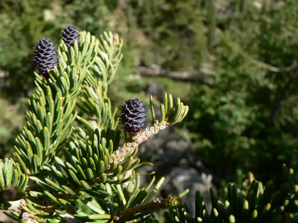 Photo of Abies lasiocarpa - Abies lasiocarpa cones and needles:Walter Siegmund (talk)