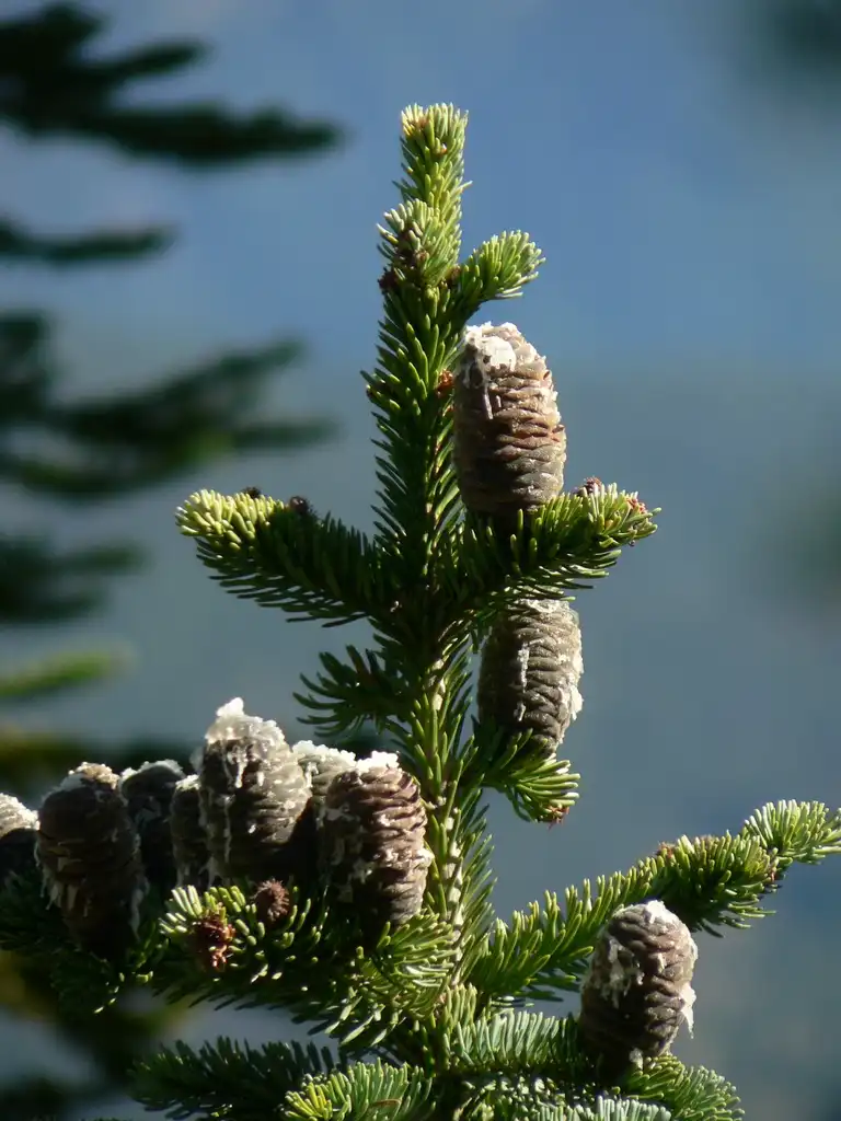 Photo of Abies lasiocarpa - Abies lasiocarpa cones:Walter Siegmund