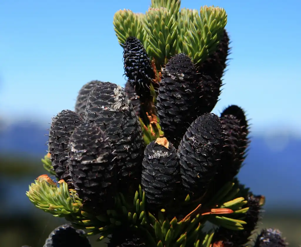 Photo of Abies lasiocarpa - Abies lasiocarpa youngcones:Quinn Dombrowski