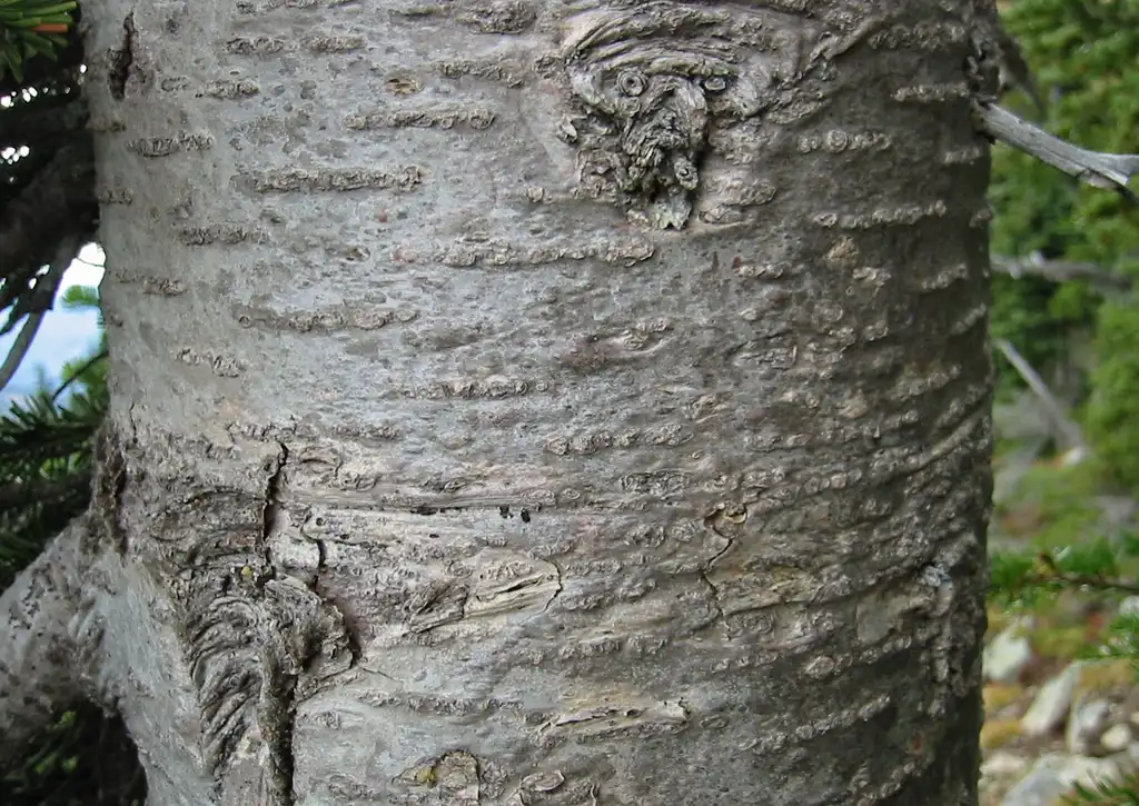 Photo of Abies lasiocarpa - SubalpineFir bark:Wsiegmund