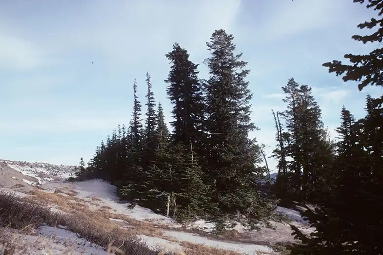 Photo of Abies lasiocarpa - (Hood River County, OR)-Late Fall:Douglas Goldman, USDA