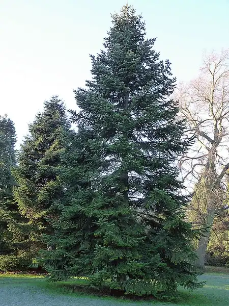 Фото Abies nordmanniana (Abies nordmannianas)