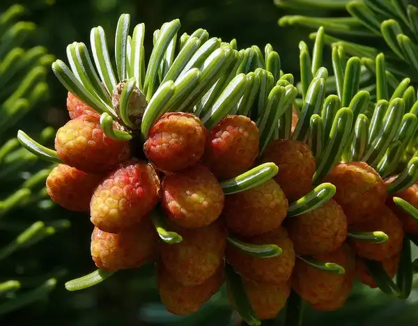 Фото Abies nordmanniana (Abies nordmannianas)