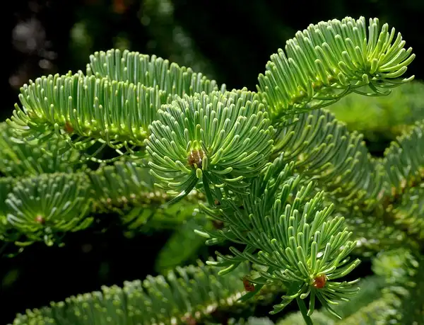 Фото Abies nordmanniana - Needles:James Gaither