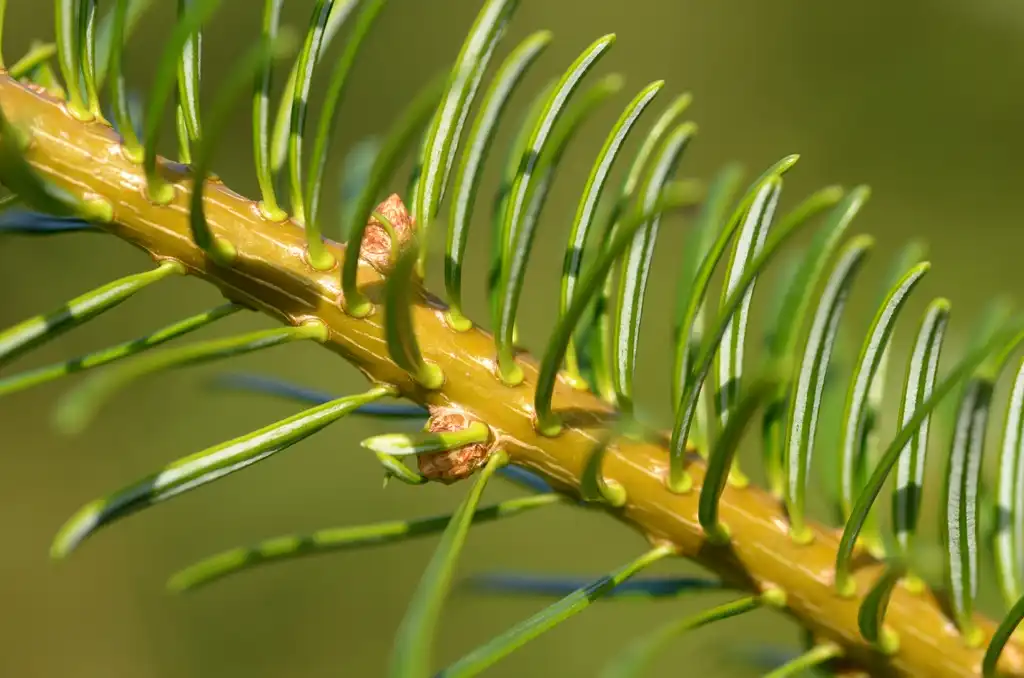 Фото Abies nordmanniana - Needles are attached to stem densely and leave circular scars.:Simon A. Eugster