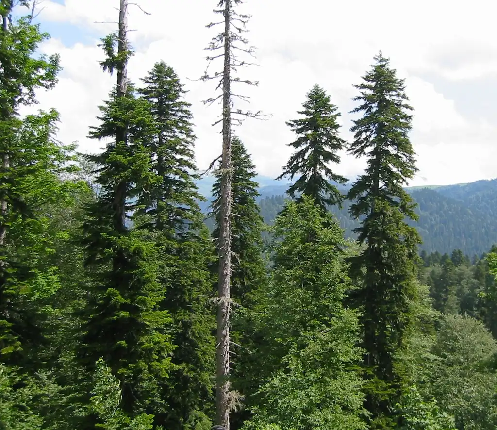 Фото Abies nordmanniana - Forest view:Vyacheslav Argenberg