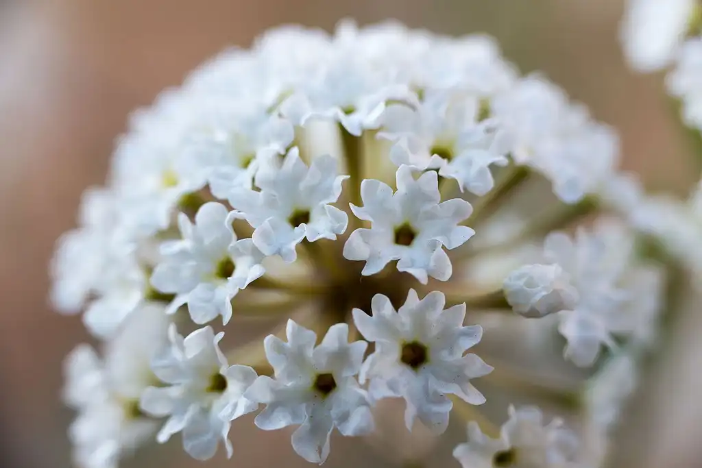 Photo of Abronia fragrans (Abronia fragranss)