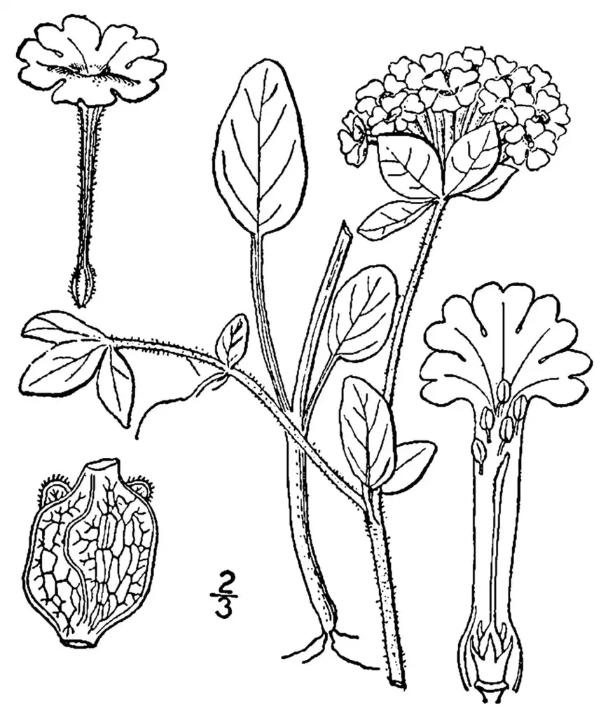 Photo of Abronia fragrans - Illustration:USDA
