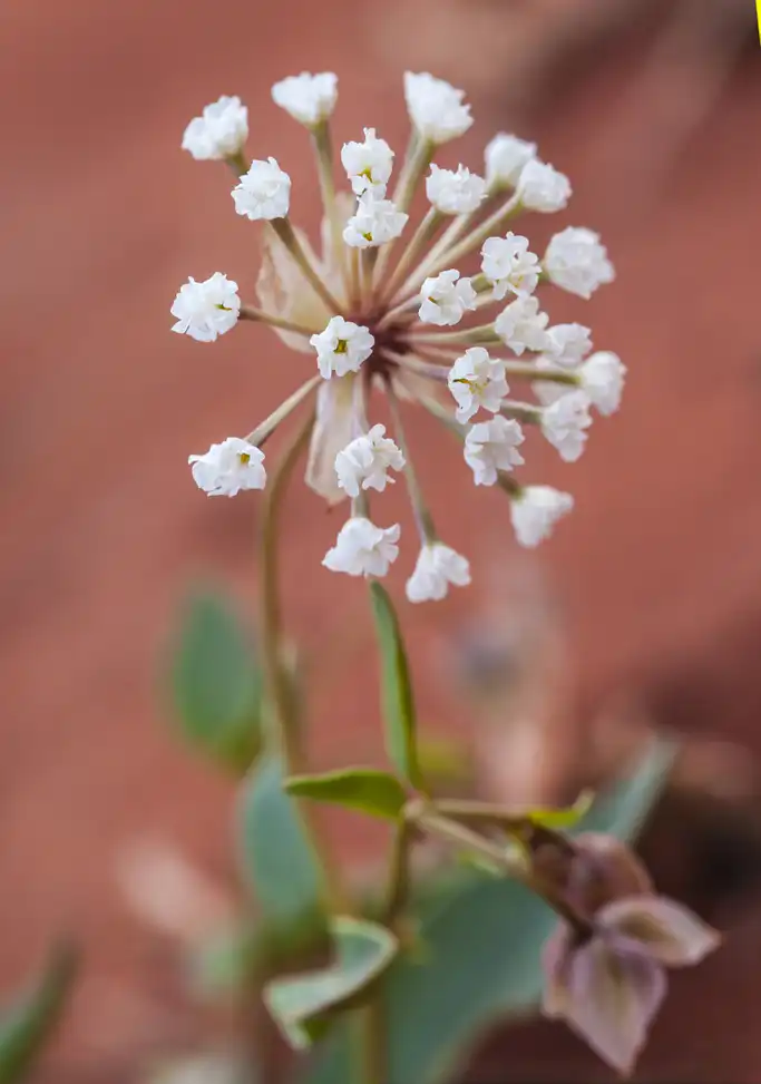 Photo of Abronia fragrans - Flower:Arches National Park