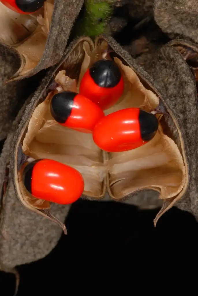 Фото Abrus precatorius (Abrus precatoriuss)