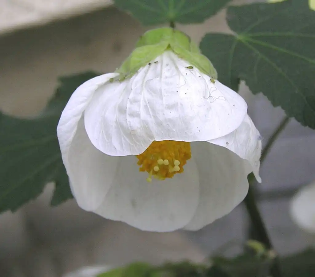 Photo of Abutilon x hybridum (Abutilon x hybridums)