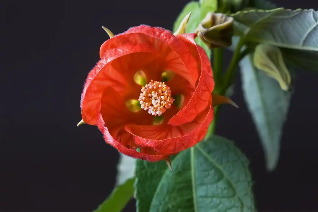 Photo of Abutilon x hybridum (Abutilon x hybridums)