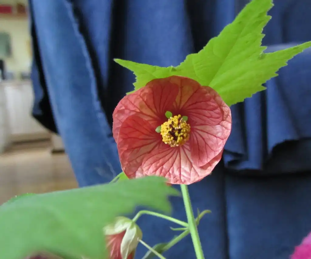 Photo of Abutilon x hybridum - Flowers:Anneli Salo