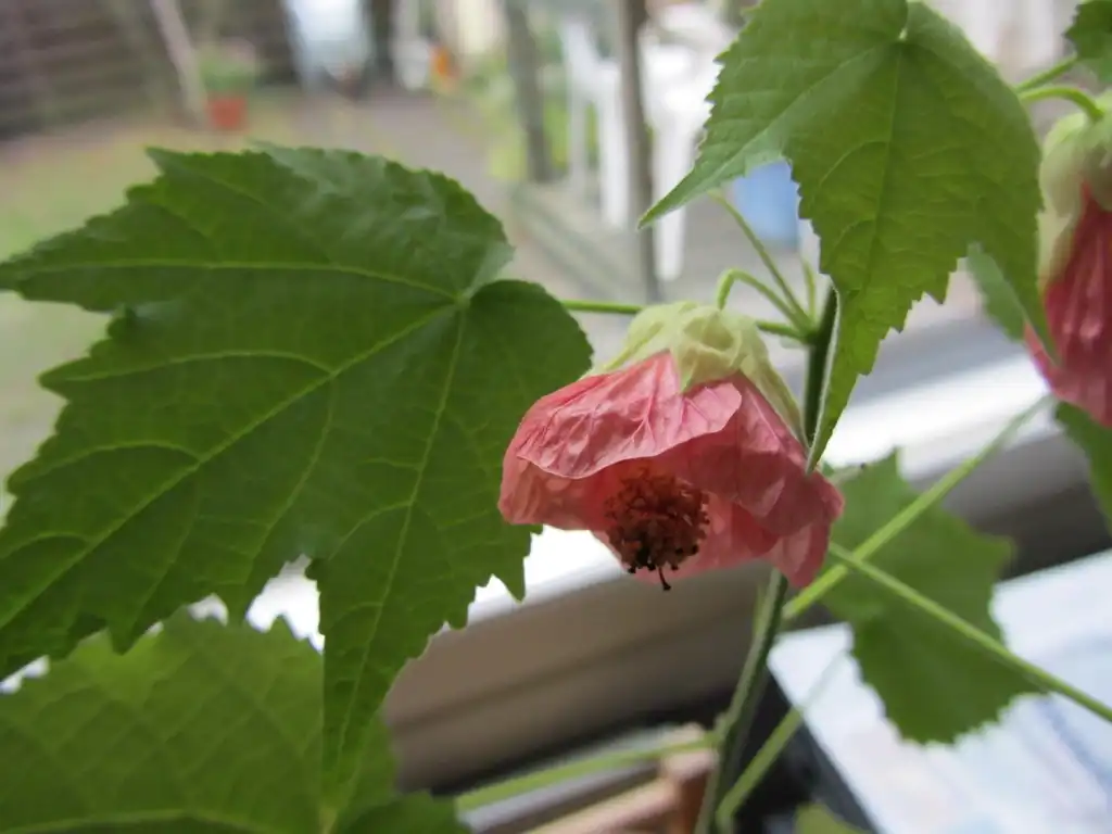 Photo of Abutilon x hybridum - Flowers:Anneli Salo