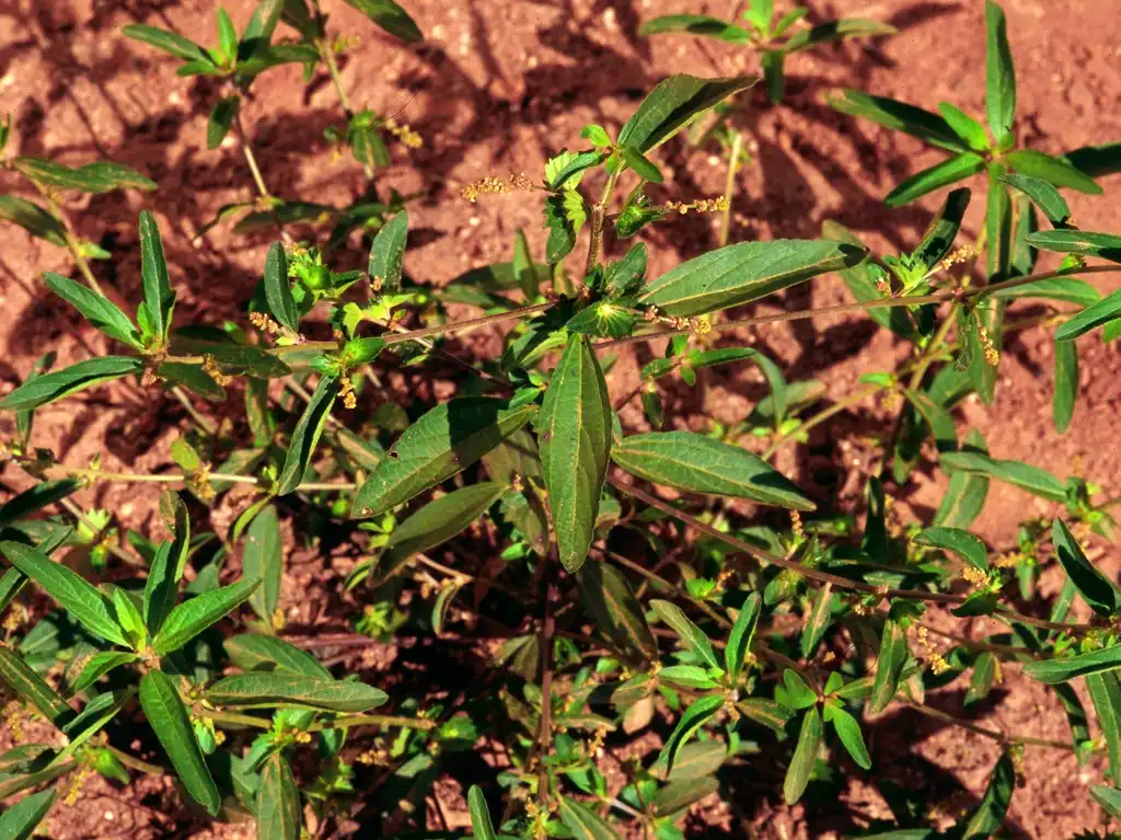 Фото Acalypha gracilens (Acalypha gracilenss)