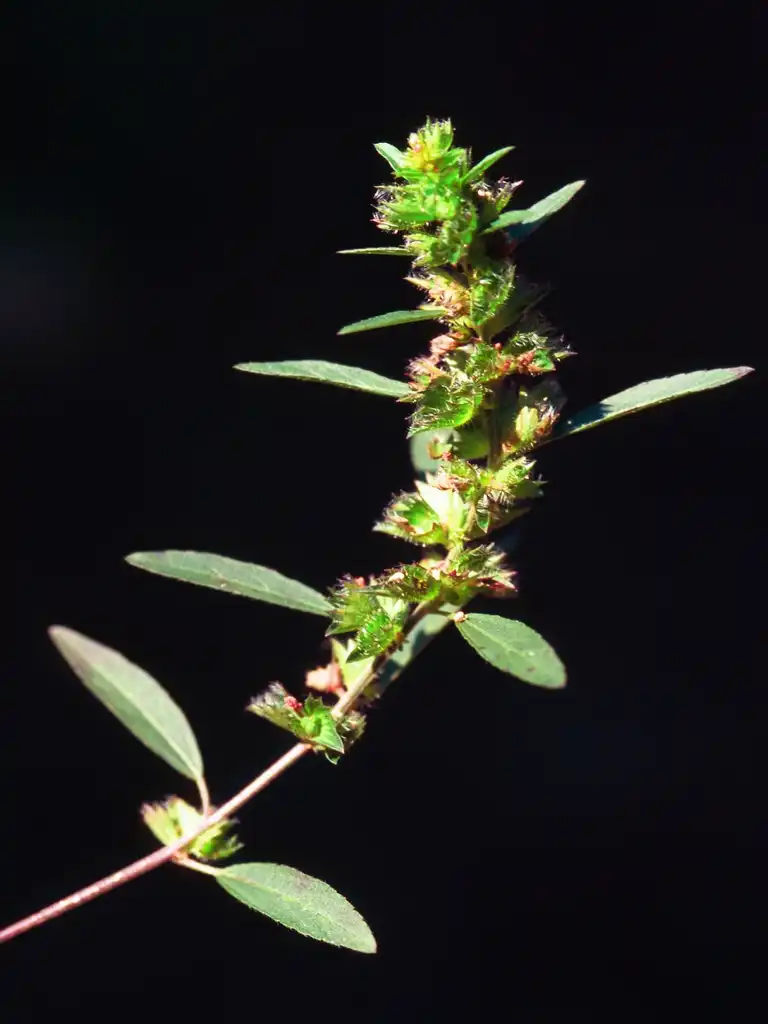 Фото Acalypha gracilens (Acalypha gracilenss)