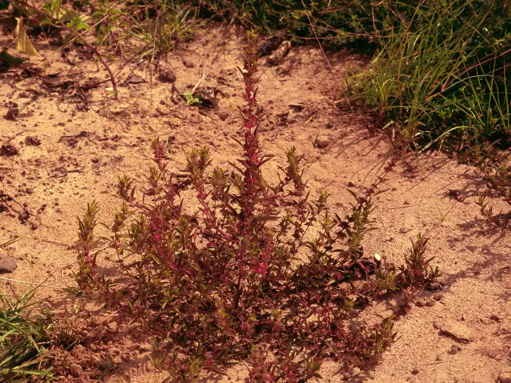 Фото Acalypha gracilens - Form:James H. Miller & Ted Bodner
