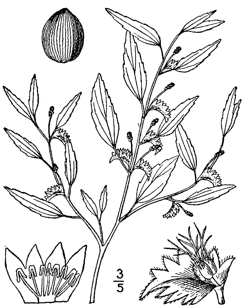 Фото Acalypha gracilens - Drawing from 1913:Britton, N.L., and A. Brown. 1913. Illustrated flora of the northern states and Canada. Vol. 2: 458