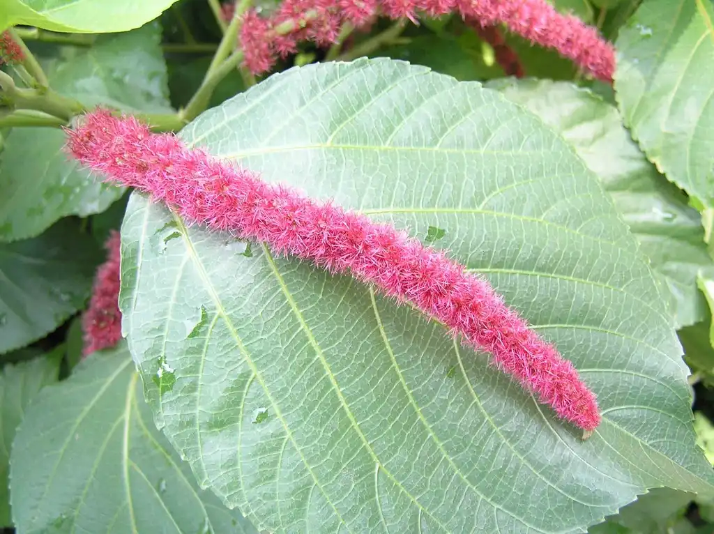 Фото Acalypha hispida (Acalypha hispidas)