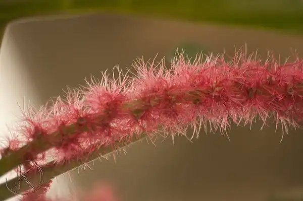 Фото Acalypha hispida (Acalypha hispidas)