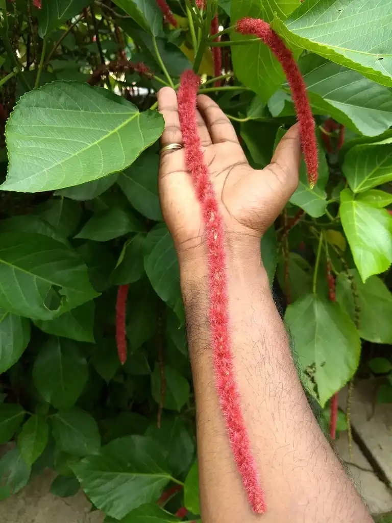 Фото Acalypha hispida - Long flowers:Renjusplace