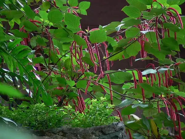 Фото Acalypha hispida - Leaves and flowers:DineshValke