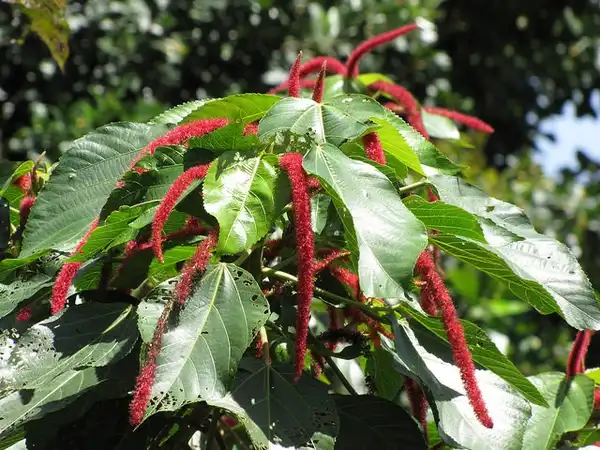 Фото Acalypha hispida - Leaves and flowers:Forest and Kim Star