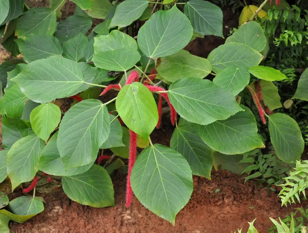 Фото Acalypha hispida - Ovate medium green leaves:Lazaregagnidze