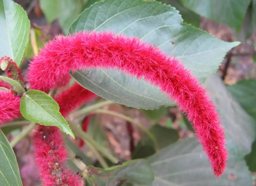 Фото Acalypha hispida - Flower detail:Vinayaraj