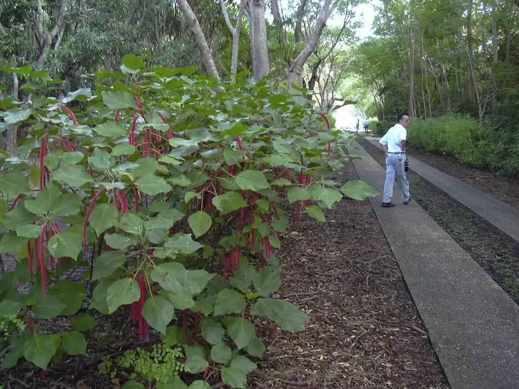 Фото Acalypha hispida - Form grown outdoors in zone 10-11:Forest and Kim Starr