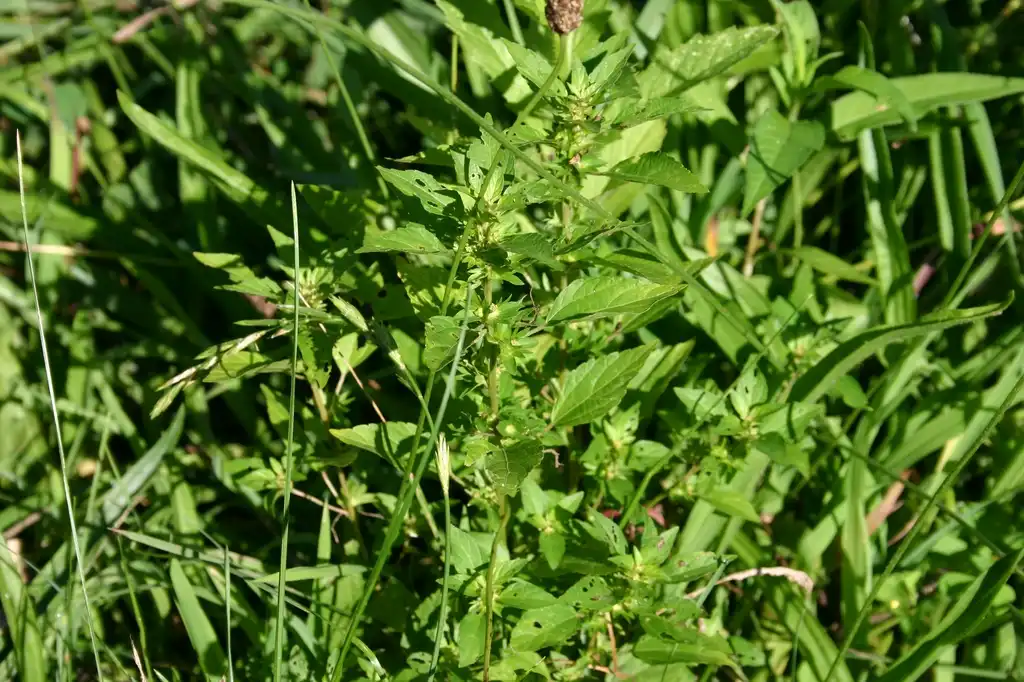 Фото Acalypha rhomboidea (Acalypha rhomboideas)