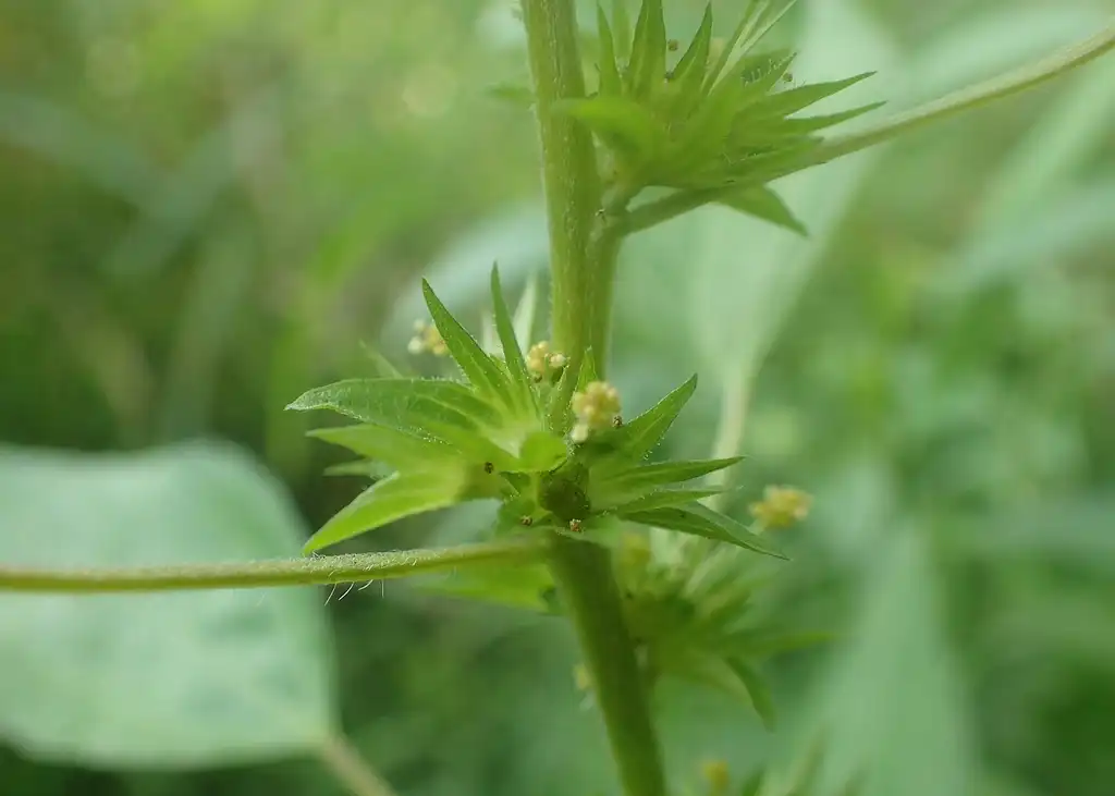 Фото Acalypha rhomboidea (Acalypha rhomboideas)