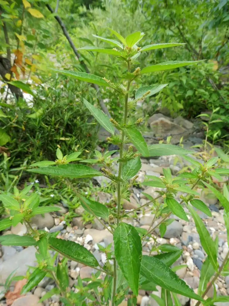 Фото Acalypha virginica (Acalypha virginicas)