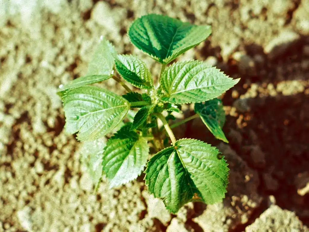 Фото Acalypha virginica (Acalypha virginicas)