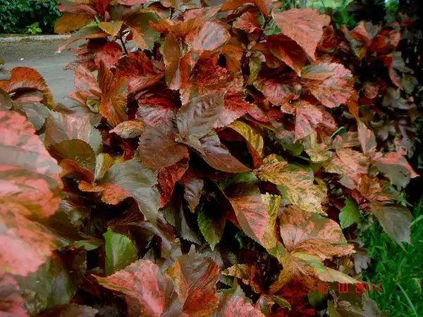 Фото Acalypha wilkesiana (Acalypha wilkesianas)