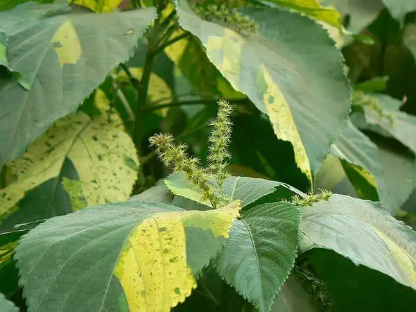 Фото Acalypha wilkesiana (Acalypha wilkesianas)