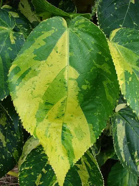 Фото Acalypha wilkesiana - :Forest and Kim Starr