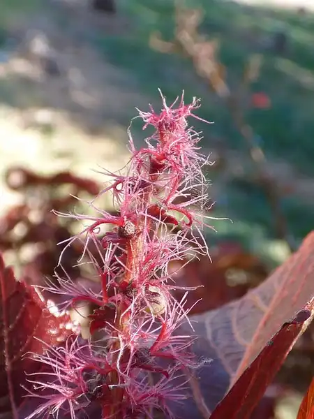 Фото Acalypha wilkesiana - Acalypha wilkesiana flower:Forest and Kim Starr