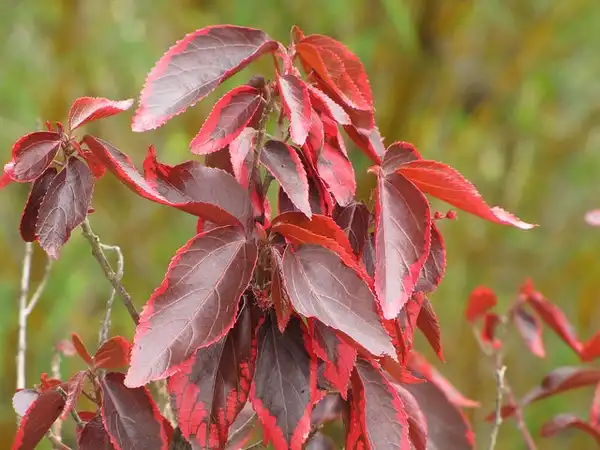 Фото Acalypha wilkesiana - Acalypha wilkesiana:Forest and Kim Starr