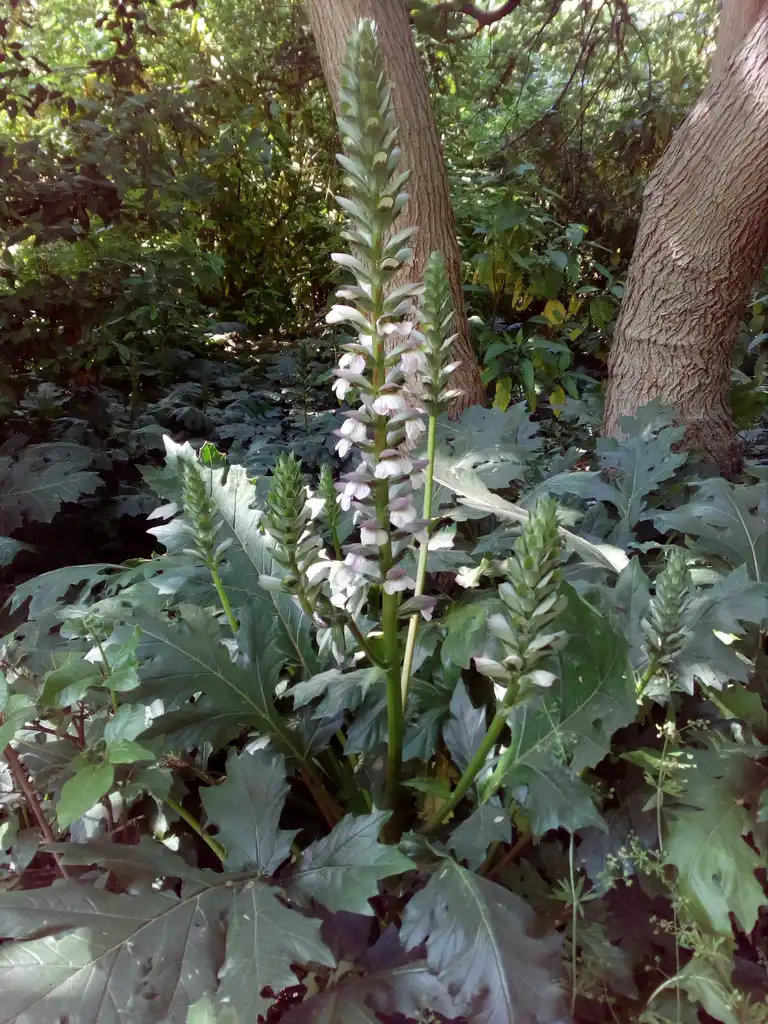 Photo of Acanthus mollis (Acanthus molliss)