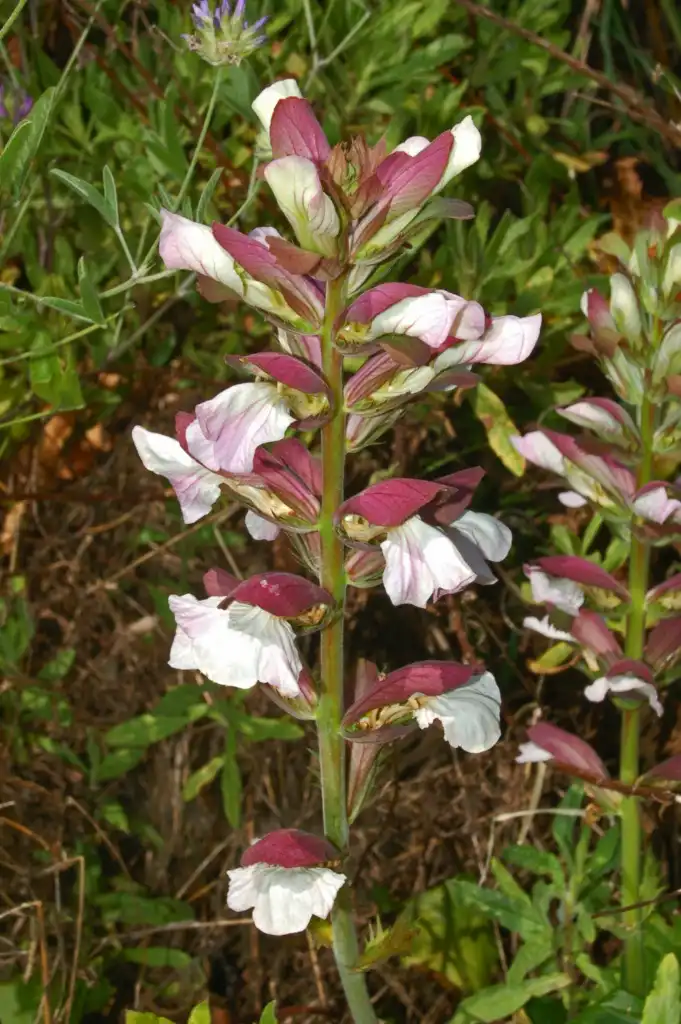 Photo of Acanthus mollis (Acanthus molliss)